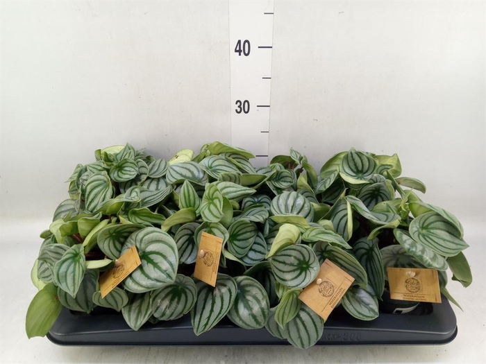<h4>Peperomia argyreia</h4>