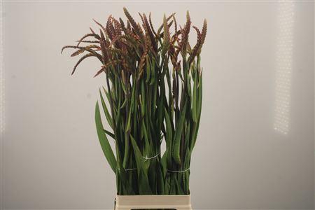 <h4>Chasmanthe Saturnus</h4>