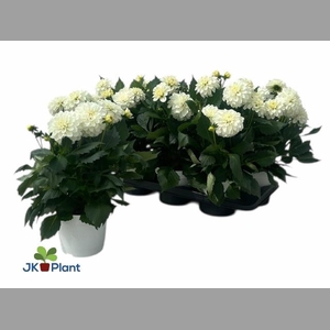DAHL HYPNO WHITE