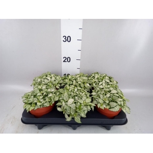 Fittonia  'Mosaic White Forest Fla'