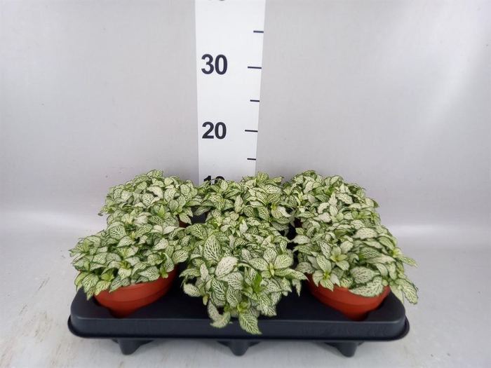 <h4>Fittonia  'Mosaic White Forest Fla'</h4>