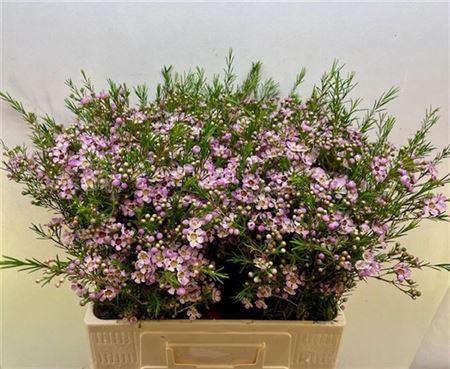 <h4>Cham Pink Early Nir</h4>