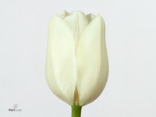 Tu En Tibet 1x50 Vdg Klok 1