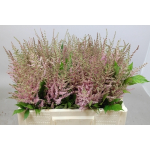 Astilbe Erika