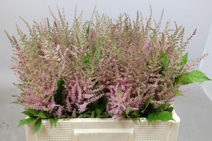 <h4>Astilbe Erika</h4>