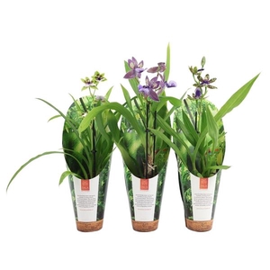 Inca Zygopetalum 1 spike 9cm in luxury jungle cover