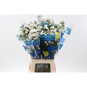 Ast Cassa White