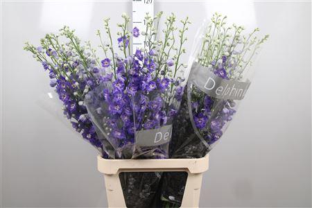 <h4>Delph Du Emerald</h4>