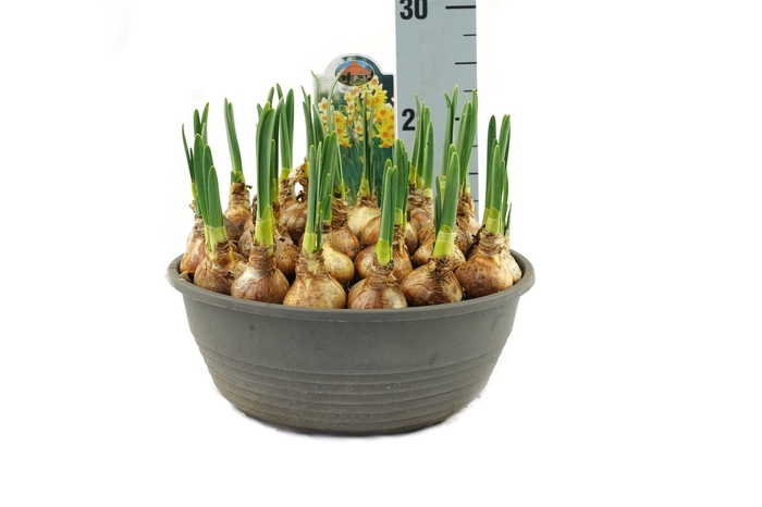 <h4>Narcissus ...</h4>