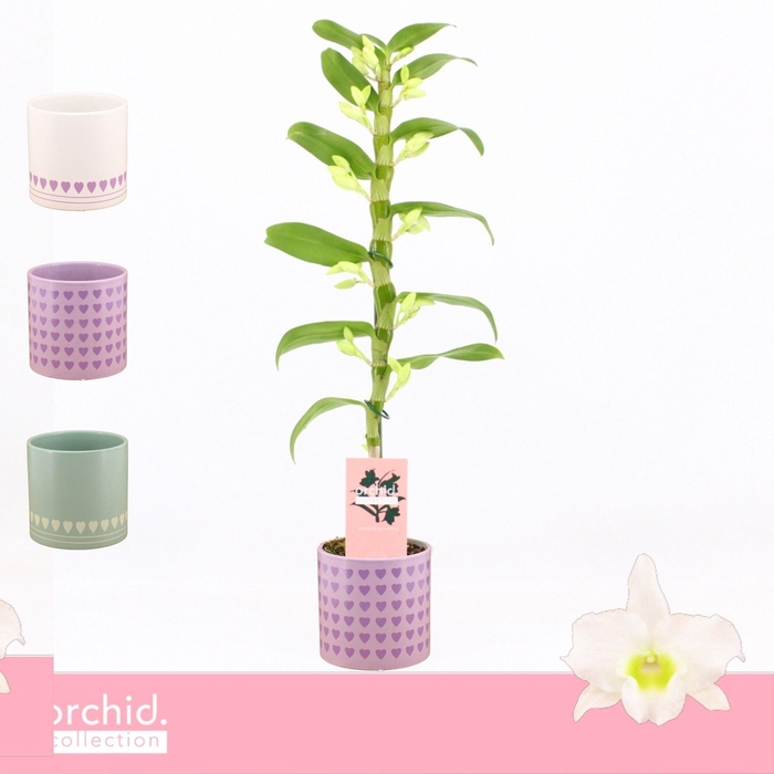 <h4>Dendrobium Nobilé, Apollon 1-spike in Horizon Love 'Orchid Collection'</h4>