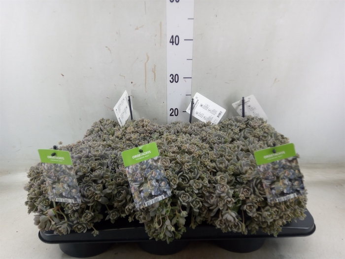 <h4>Orostachys furusei</h4>
