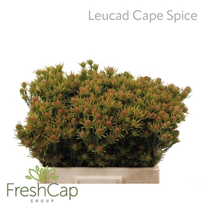 Leucad Cape Spice