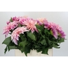 Dahlia Cafe Au Lait