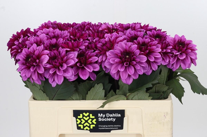 <h4>Dahlia Melissa Anne Marijke</h4>