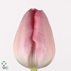 Tulipa si gander's rhapsody