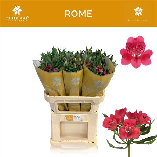 Alstroemeria Rome 75 gram