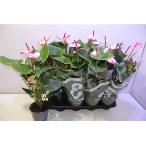 arr8 Anthu An Pr Am Elega