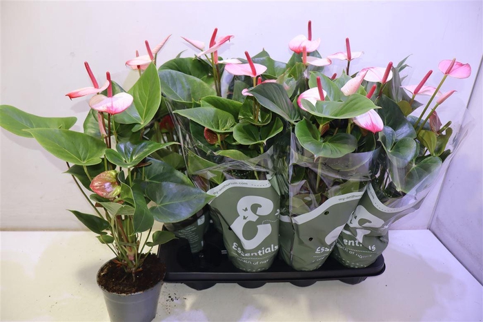 <h4>arr8 Anthu An Pr Am Elega</h4>