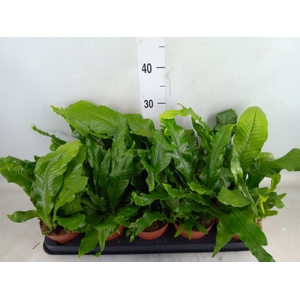 Microsorum musifolium 'Crocodyllus'