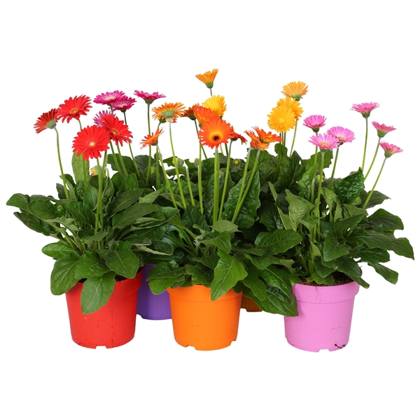 Gerbera Garvinea Gemengd 4 bl containerpot