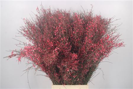 <h4>Ginster Red Per Bunch</h4>