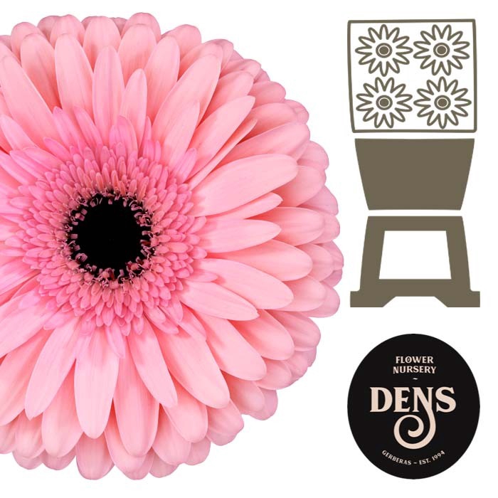 <h4>Gerbera Estrella Diamond</h4>