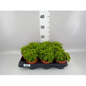 Peperomia ferreyrae 'Happy-Bean'