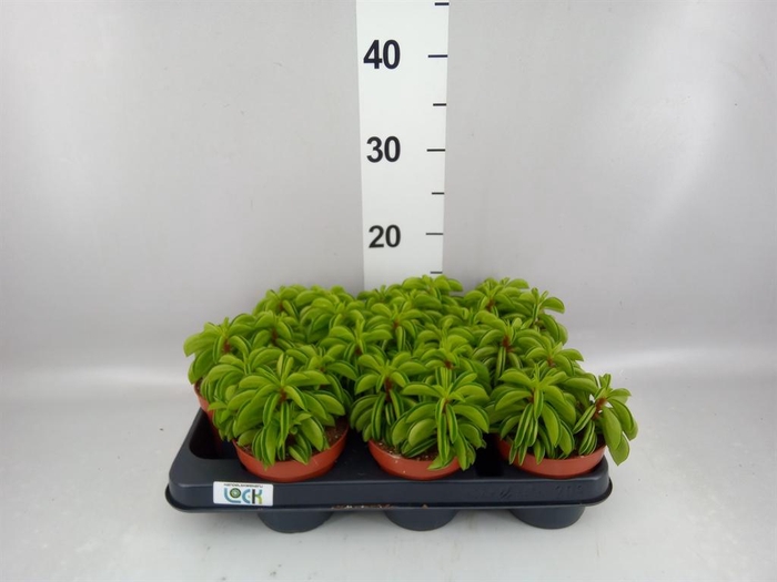 <h4>Peperomia ferreyrae 'Happy-Bean'</h4>