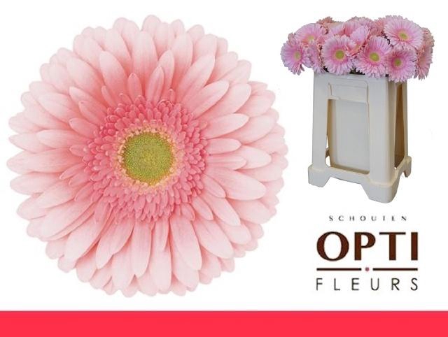 <h4>GE GR ROMELLA</h4>