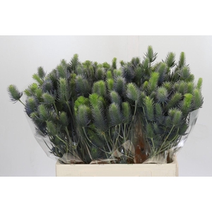 Eryngium Electric Dynamite