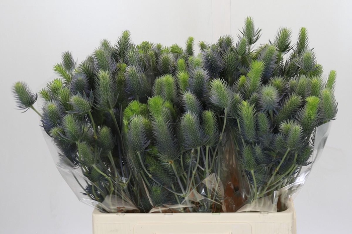 Eryngium Electric Dynamite
