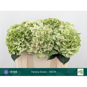 Hydr Verena Green 50 cm Vicini