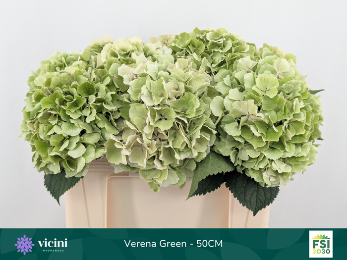 <h4>Hydr Verena Green 50 cm Vicini</h4>