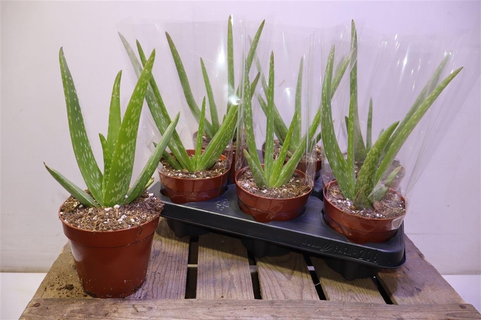 <h4>Aloe Vera</h4>