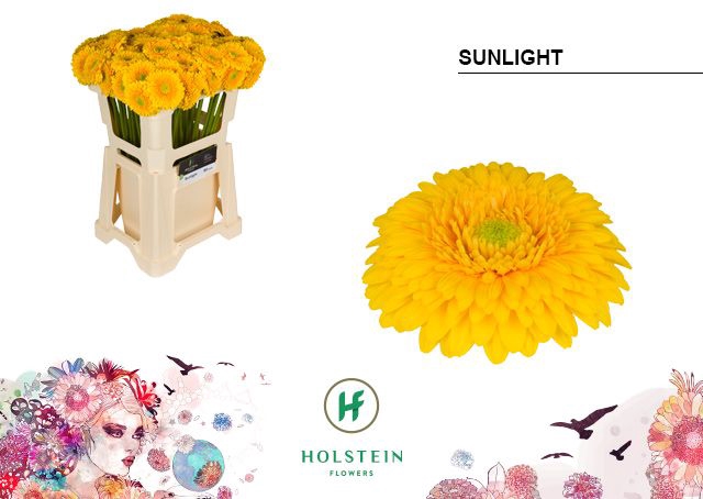 <h4>Germini Pomponi Sunlight Water</h4>