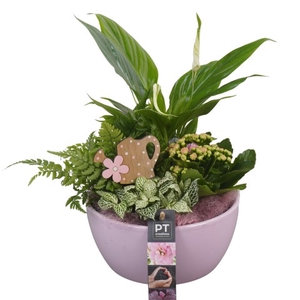 PTIB6319 Arrangementen kamerplanten