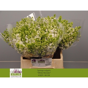 SYR VU WHITE WONDER