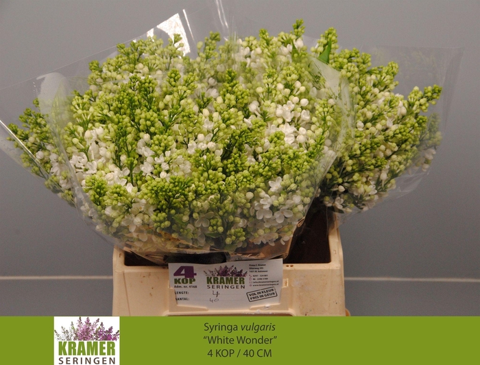 <h4>SYR VU WHITE WONDER</h4>