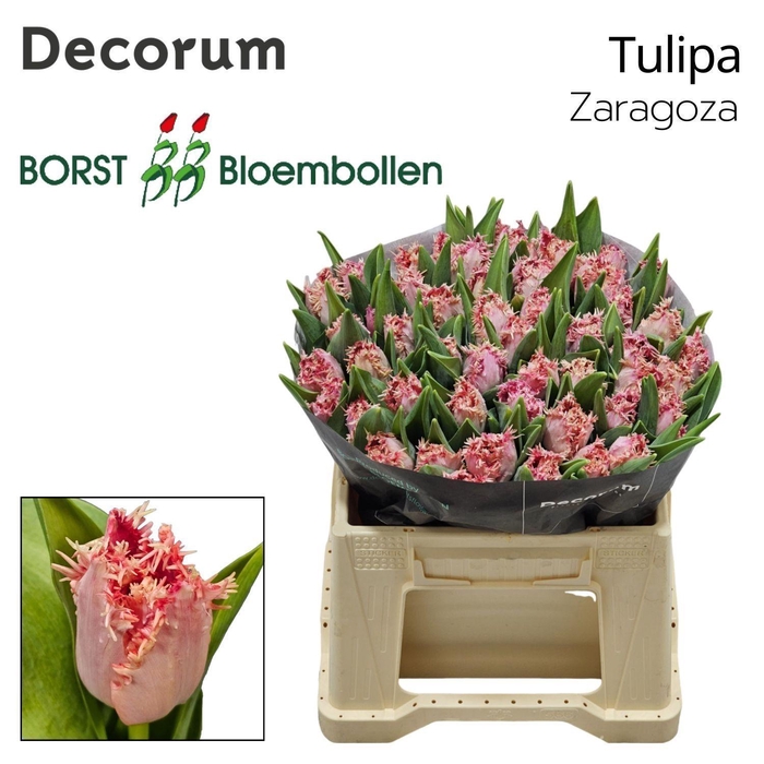 <h4>TU FR Zaragoza</h4>