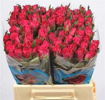 <h4>R Gr Orchestra</h4>