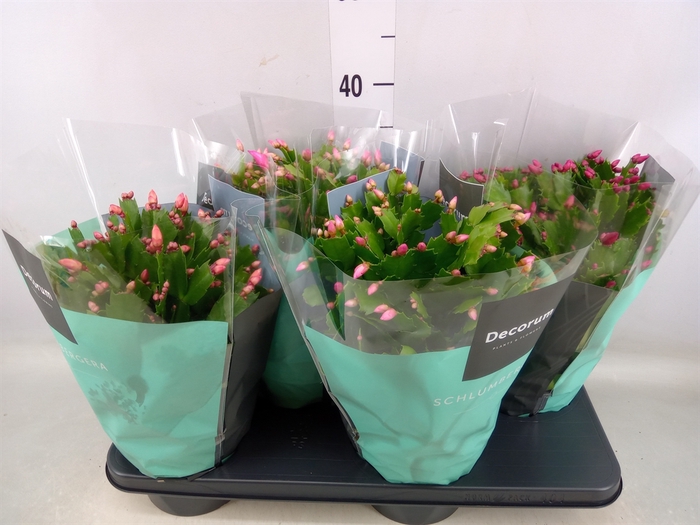 <h4>Schlumbergera   ...mix 3</h4>