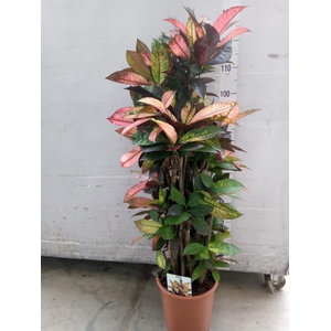 Codiaeum var. KL 'Mrs Iceton'