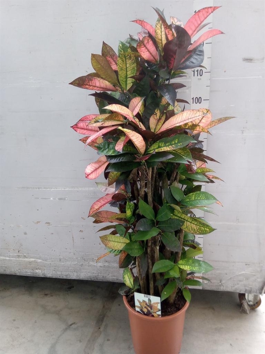 <h4>Codiaeum var. KL 'Mrs Iceton'</h4>
