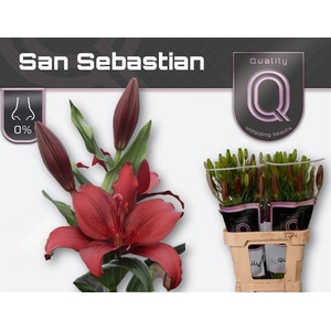 LI LA SAN SEBASTIAN