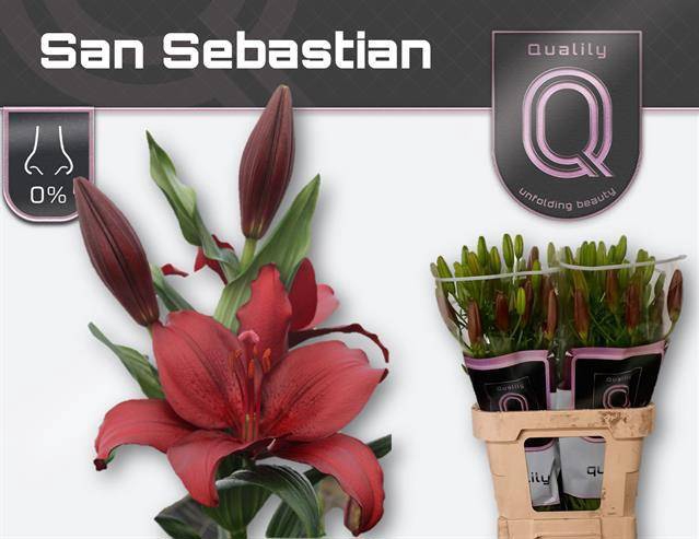 <h4>LI LA SAN SEBASTIAN</h4>