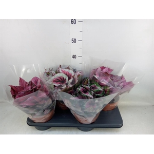 Begonia BD 'Beleaf'   ...mix