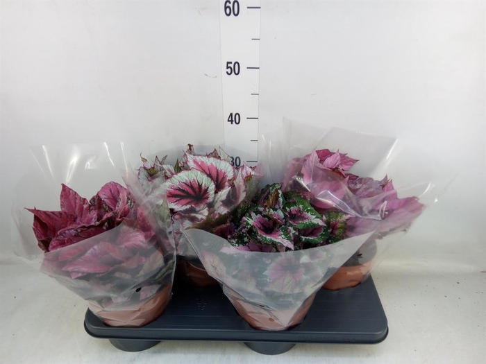 <h4>Begonia BD 'Beleaf'   ...mix</h4>