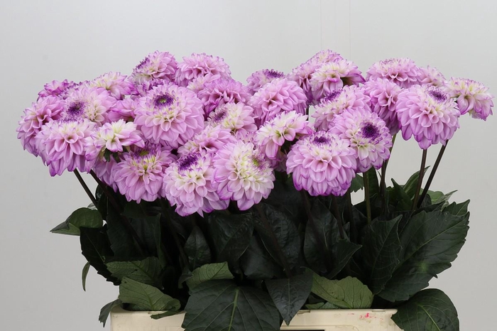 <h4>Dahlia Genova</h4>