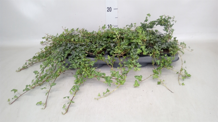 <h4>Hedera helix 'Spetchley'</h4>
