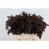 Physocarpus opulif. 'Diabolo'